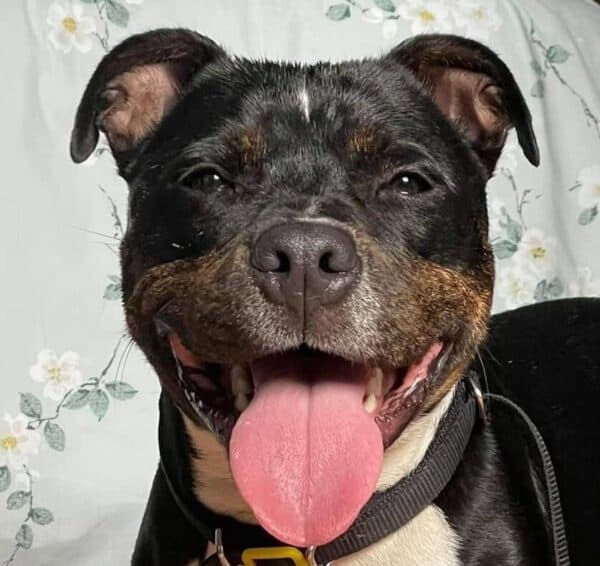 Jago — Staffordshire Bull Terrier Cross Jack Ru