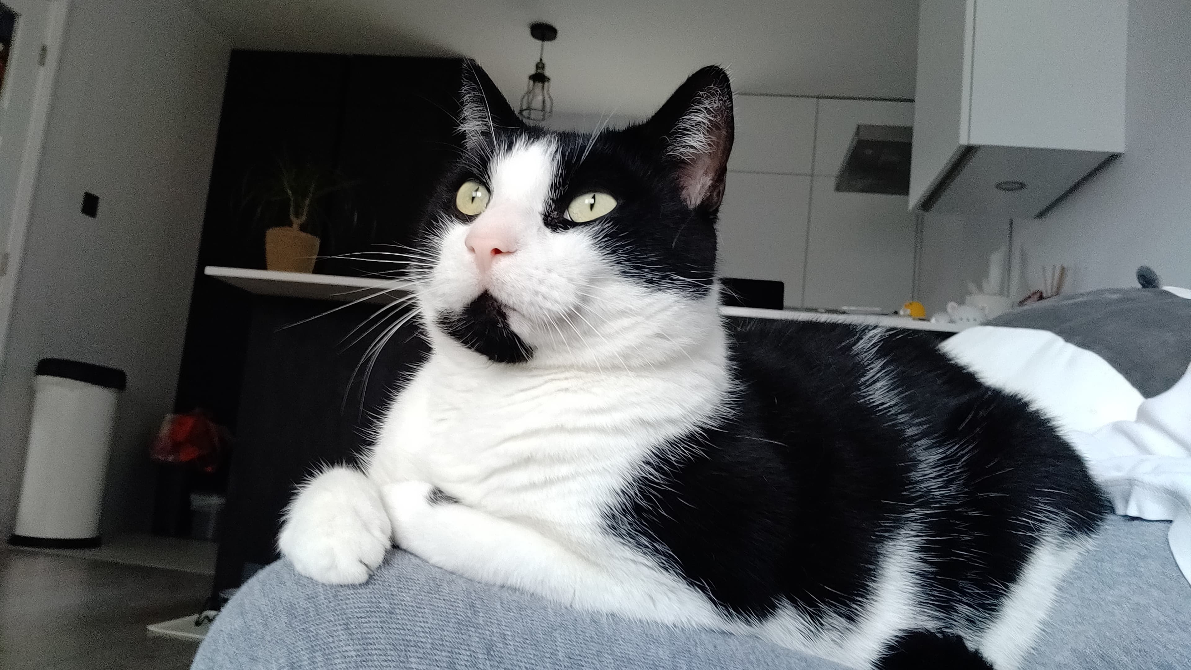 Creme egg — Domestic Short-hair