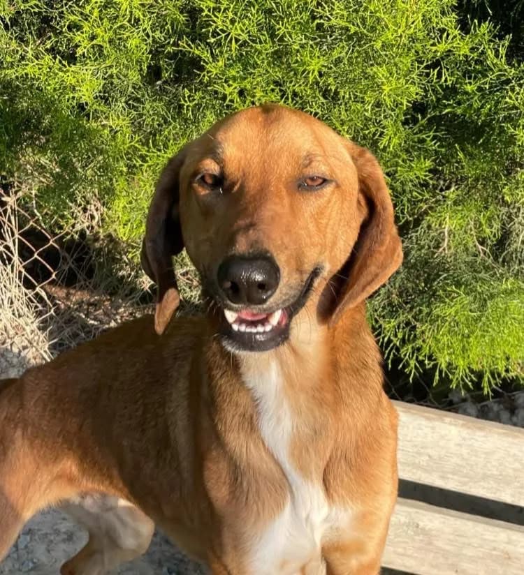 Beau — Cross-breed