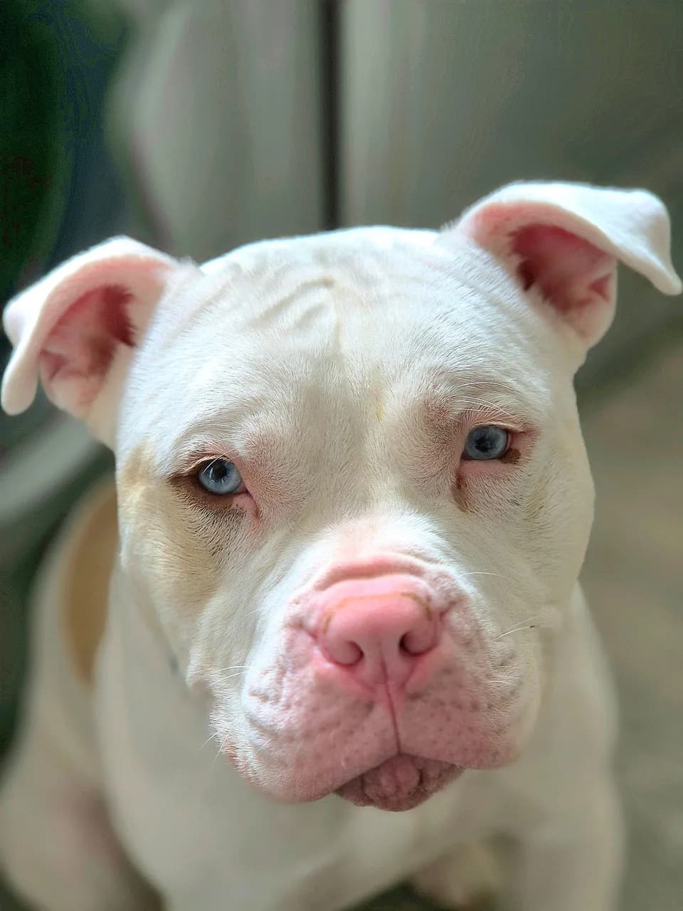 Brisbane — Cross-breed