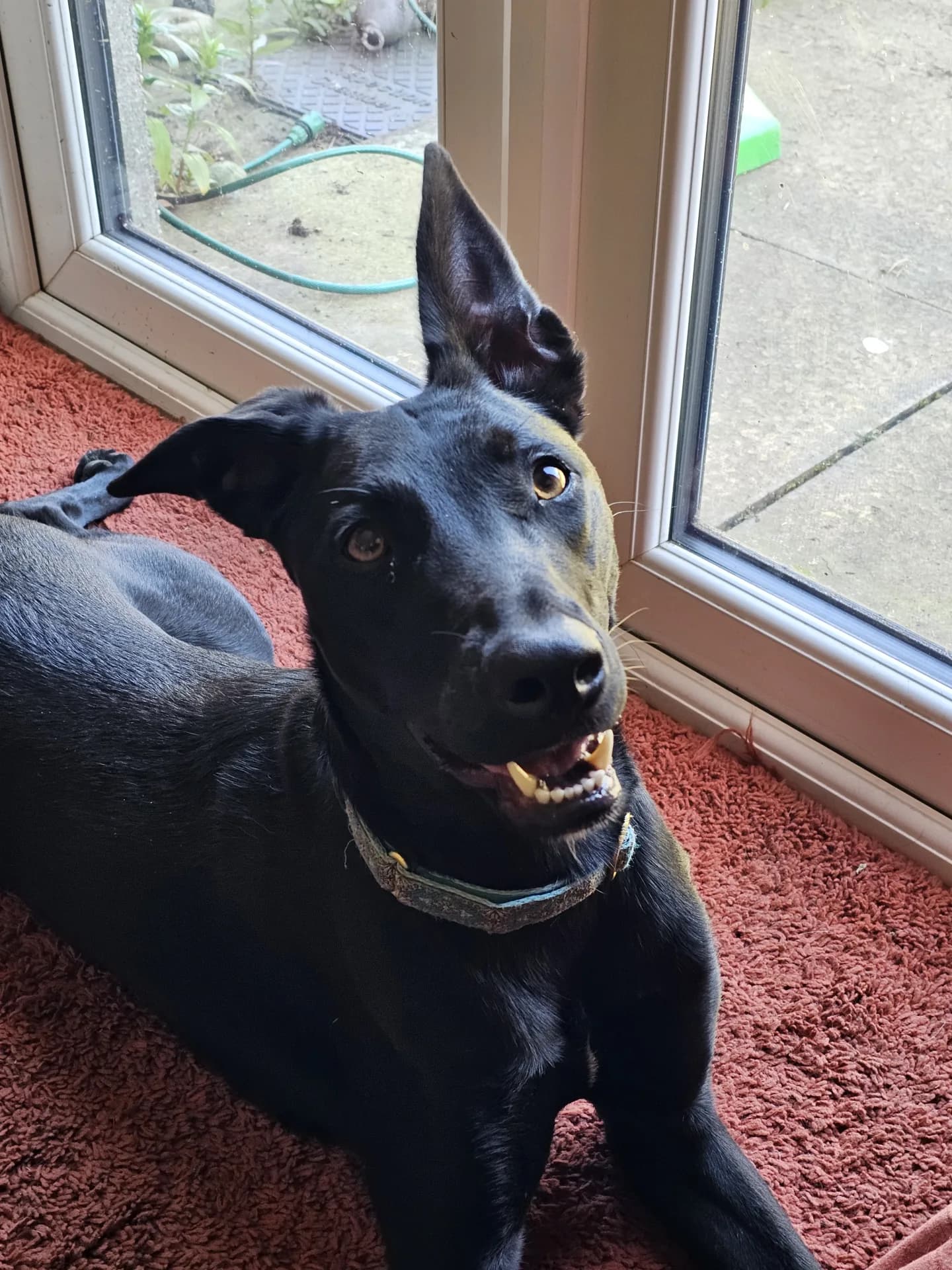 Daphne — Lurcher