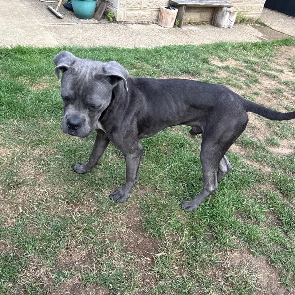 Ozzie — Cross-breed