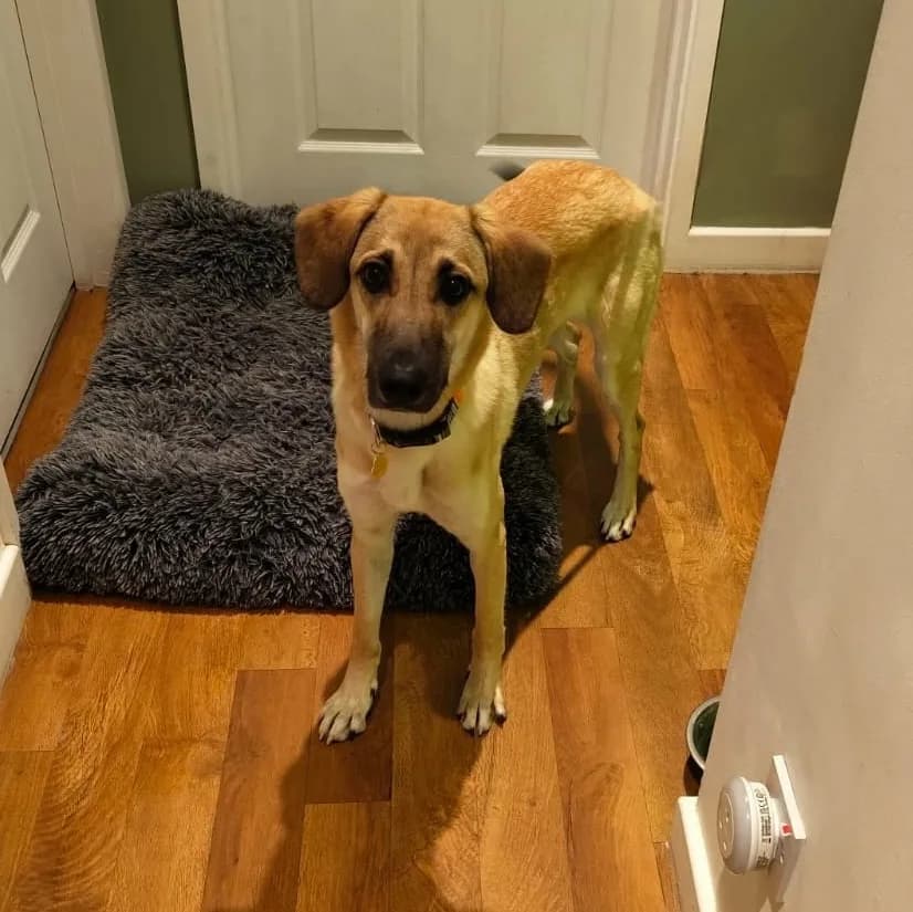 Sallie — Cross-breed