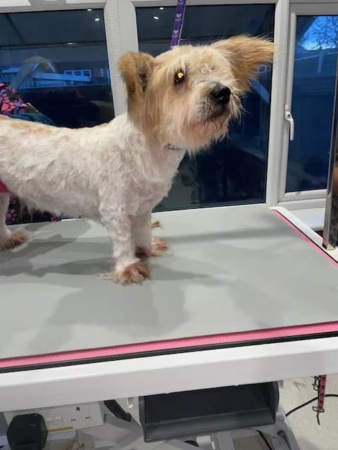 Gypsy — Poodle Cross Jack Russell Terrier