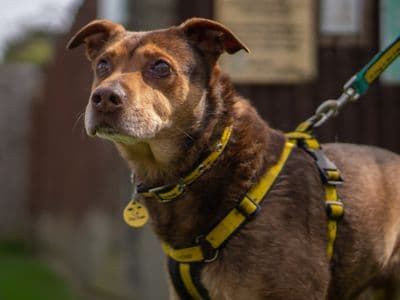 Oliver — Belgian Shepherd Dog (Groenendael) Cross