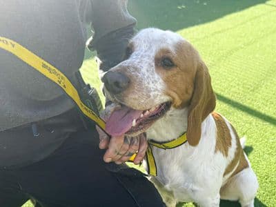 Barney — Beagle Cross