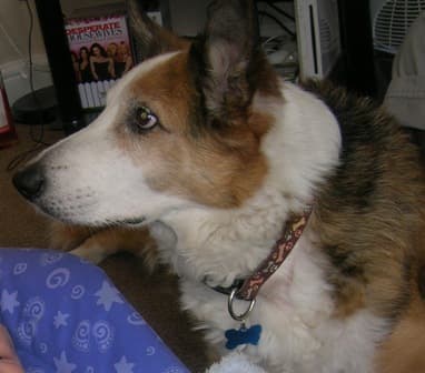 Sociable Sheppy — Unknown