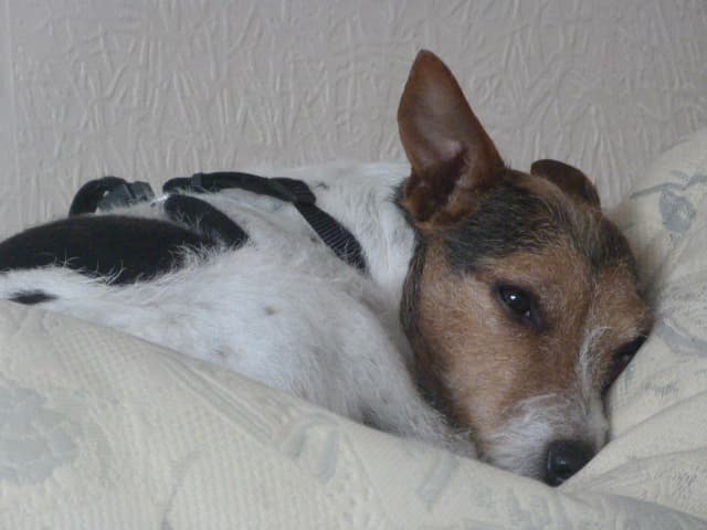 Fosterers Needed — Unknown