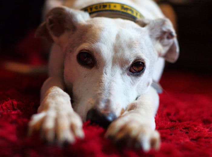 Cat-Free Foster Homes Needed — Unknown