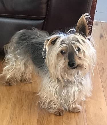 Gorgeous Georgie — Unknown