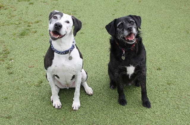 Daisy & Alice — Unknown