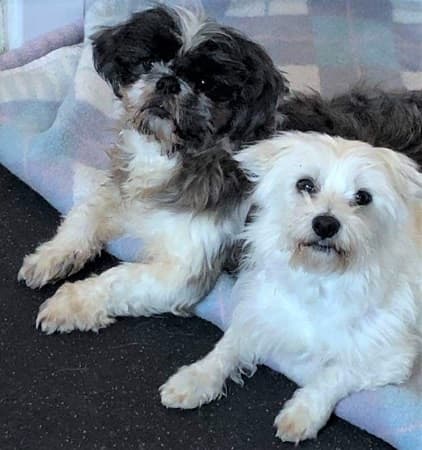 Sandy and Chico — Unknown