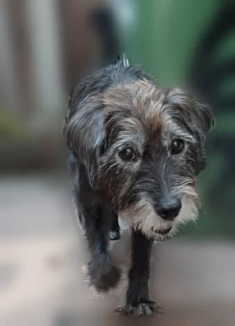 Cheeky Hector — Unknown