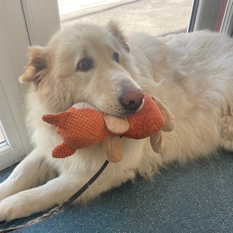 Polar Bear Max — Unknown