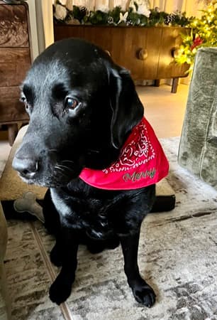 Bruno, his family’s favourite member! — Unknown