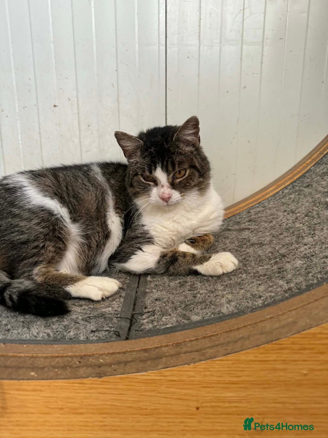 Jojo - Norwich Norfolk photo 5