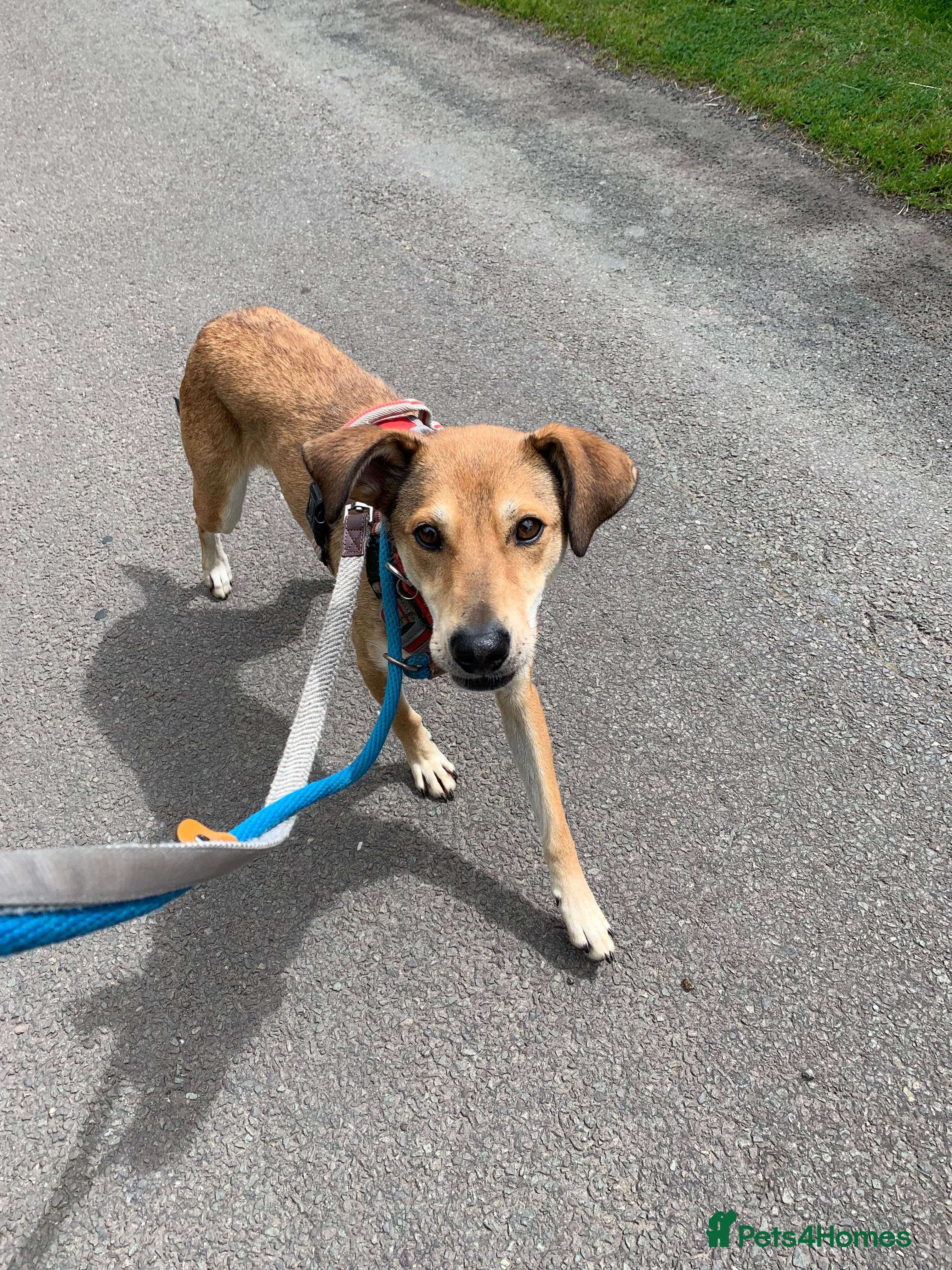 Meet Barney, currently residing in Cheshire photo 3