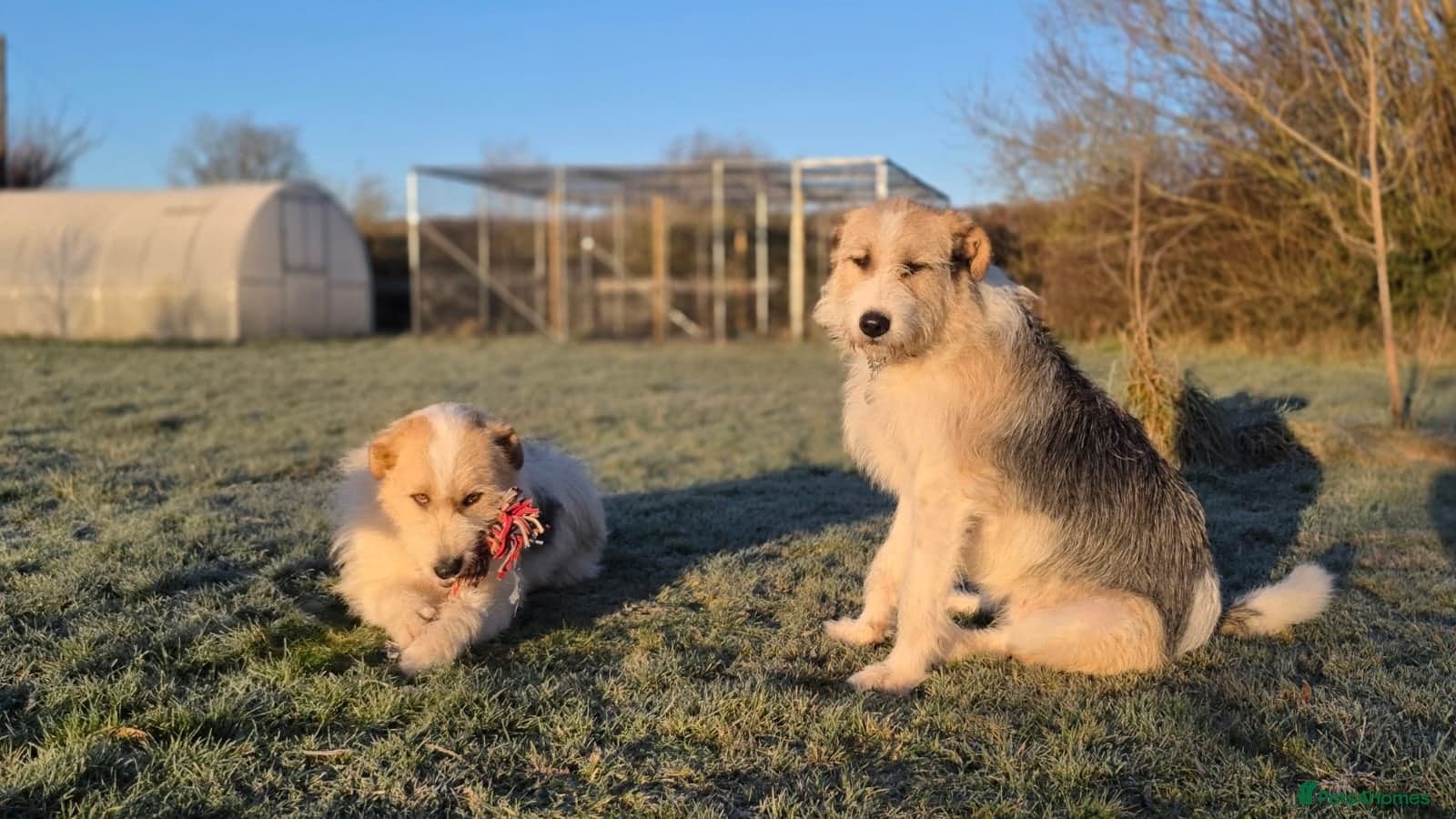 Hershey & Harley π still Waiting photo 16