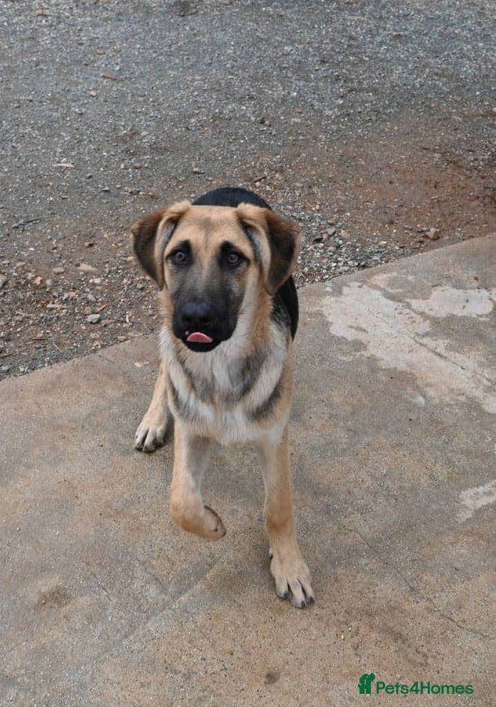 Magnificent Orion 6 moths old photo 2