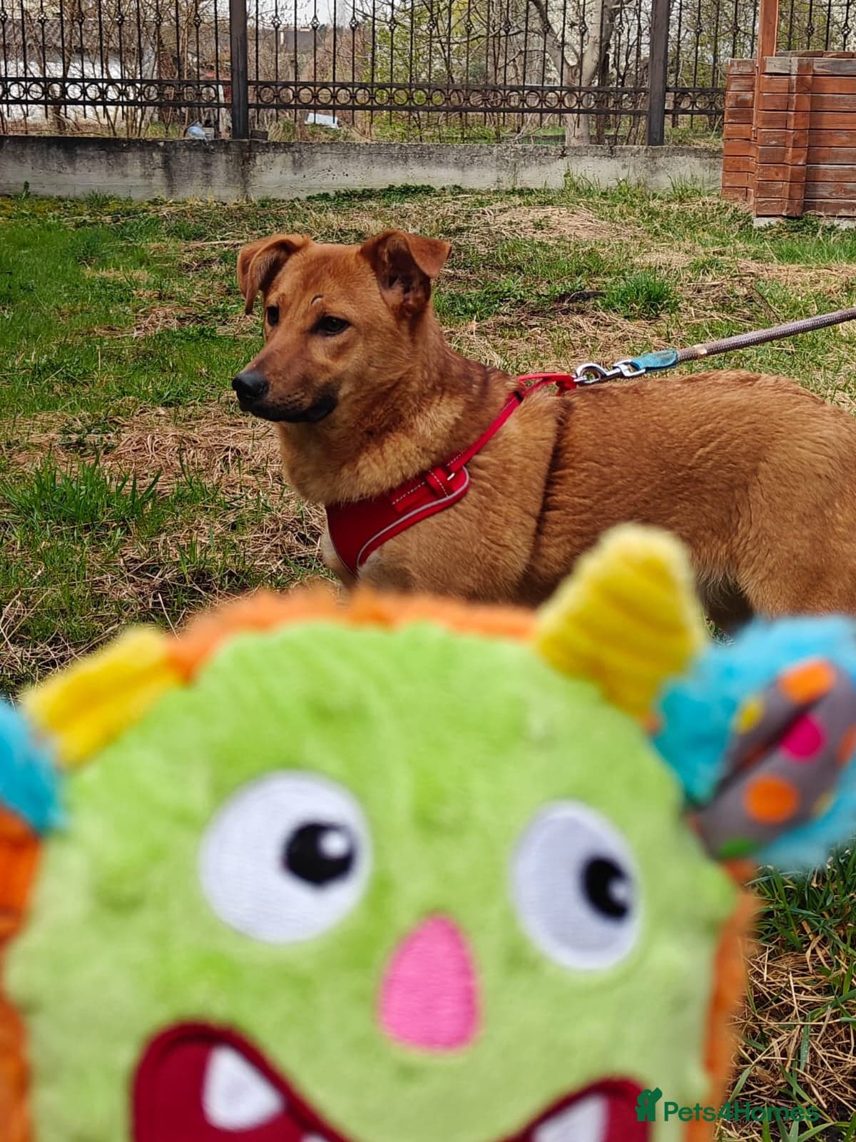 ๏ธ๐ถ yara photo 15