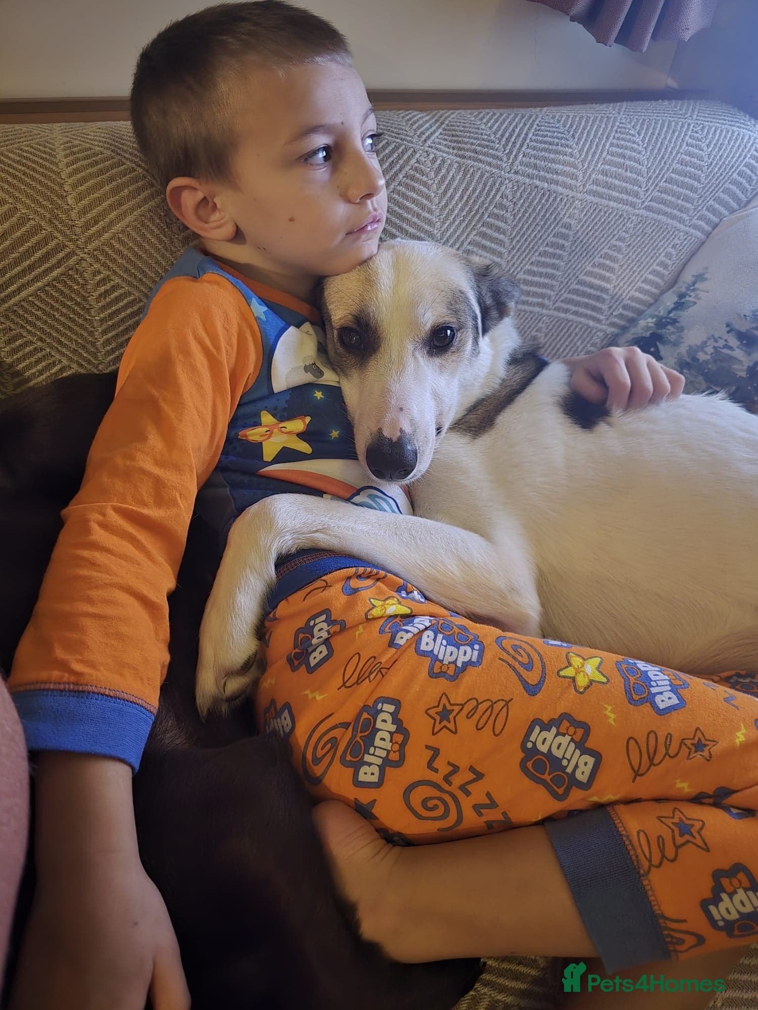 οΈπΆ bela photo 7