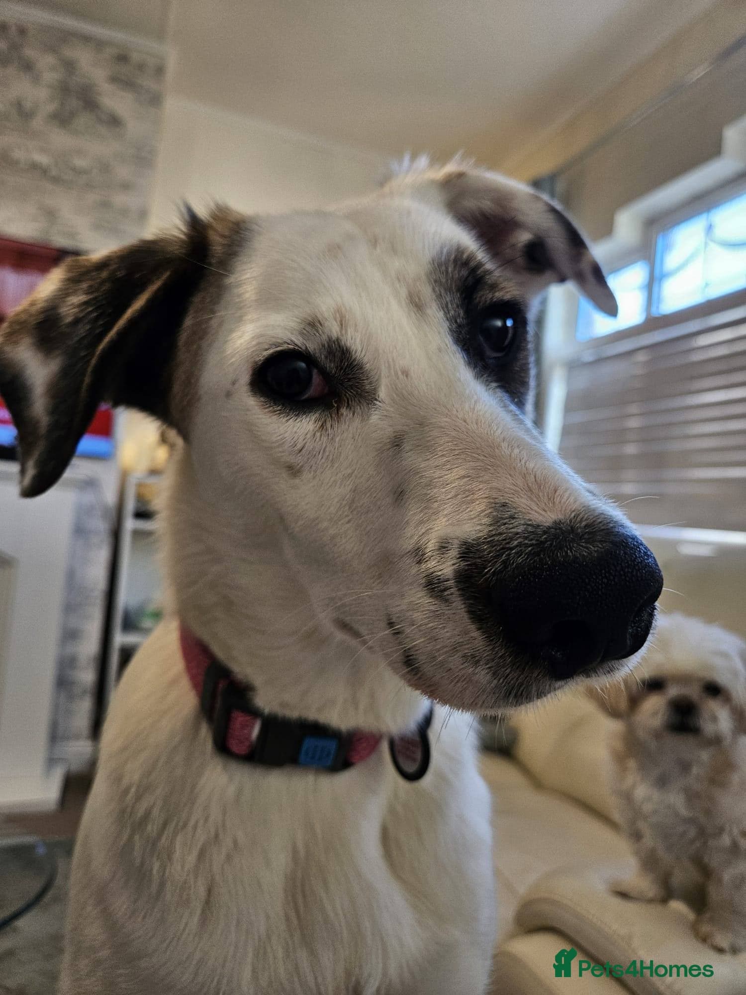 ️PLIAMKA❤️She photo 3