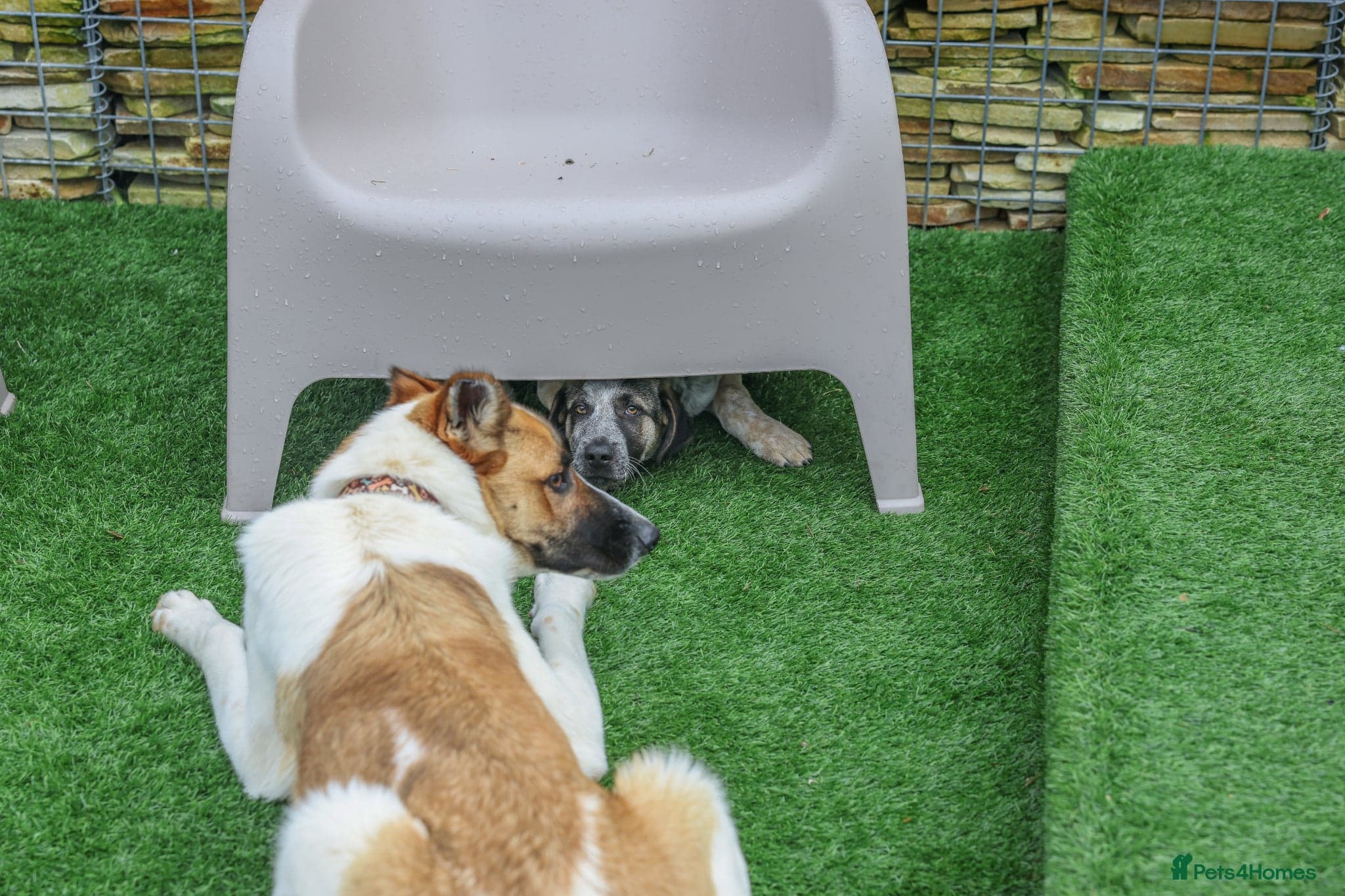 Easygoing Electra - Colourful Lab type photo 14