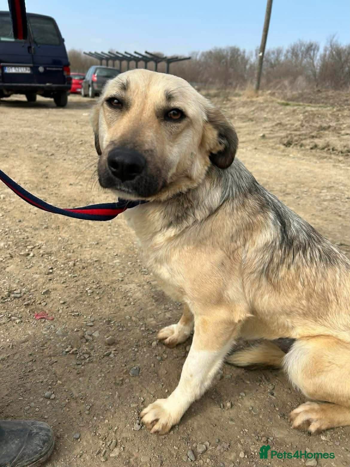 Octavia - Norwich Norfolk photo 5