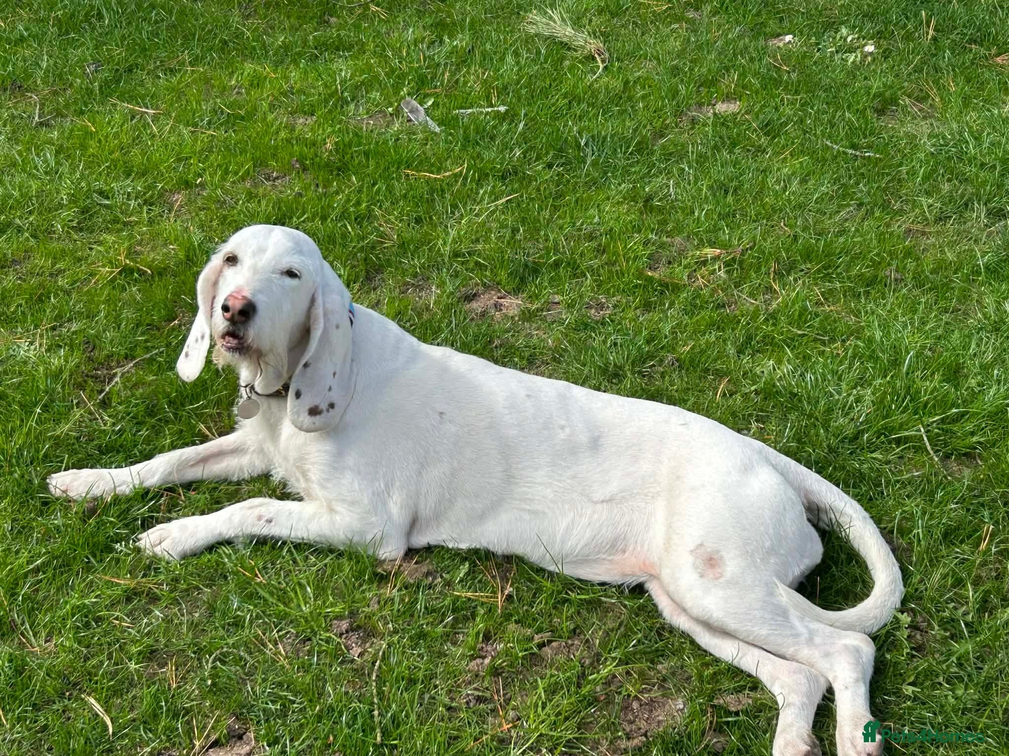 Tuna - lovely Griffon photo 11