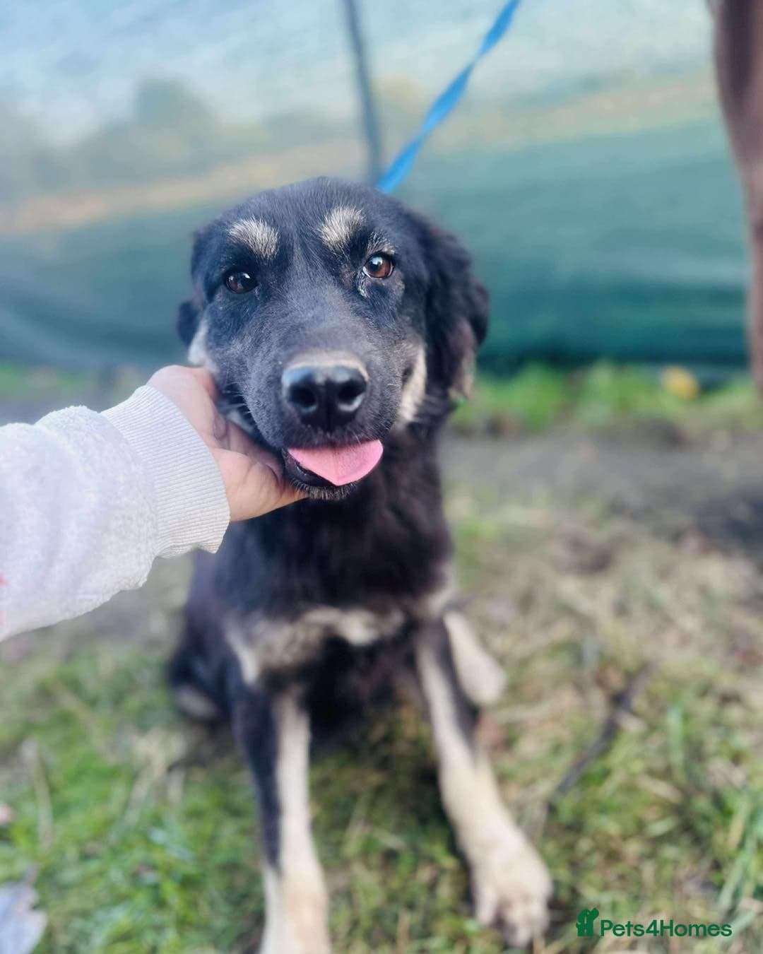 Optimistic Orsin photo 2