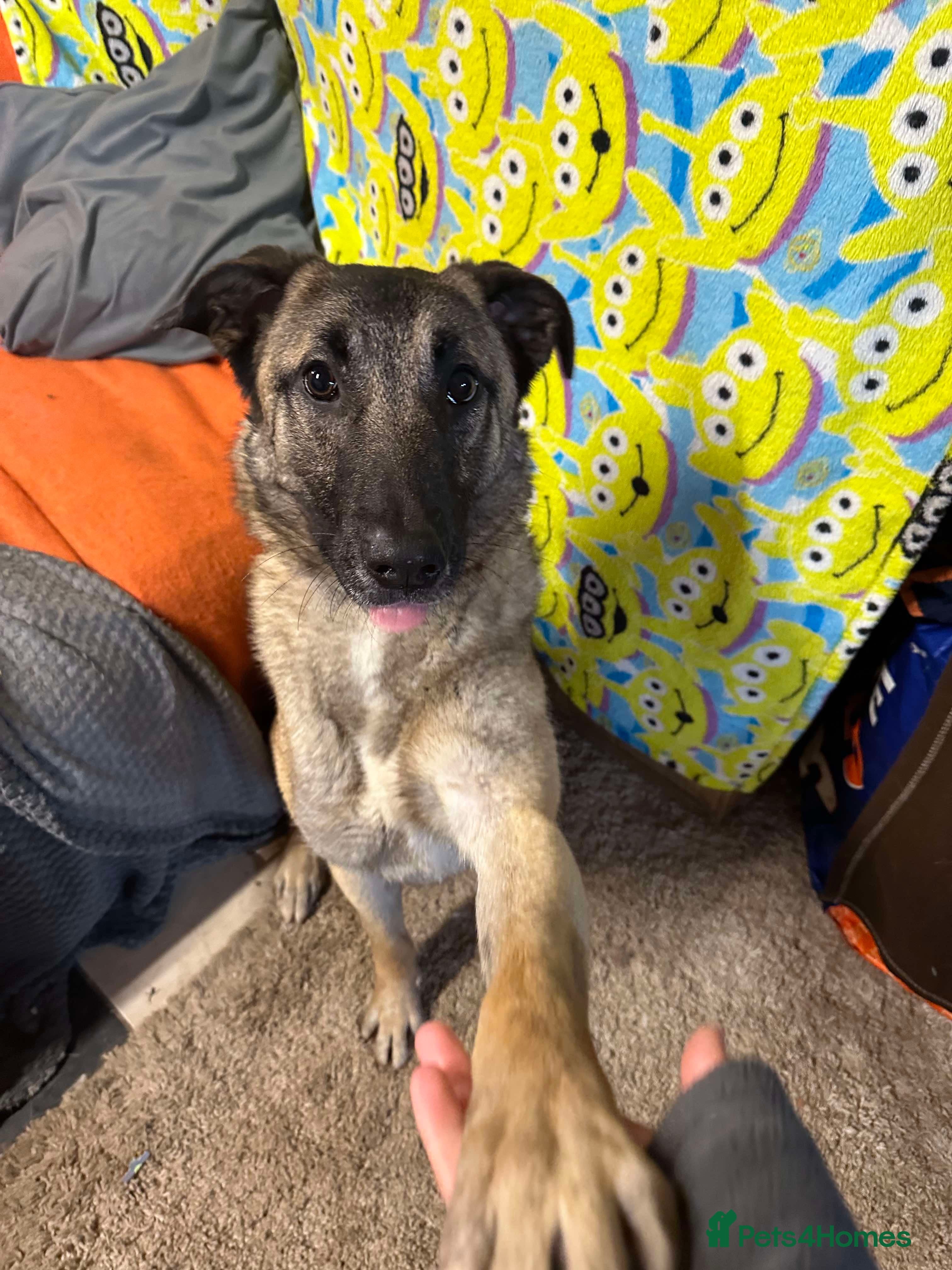 Meet Vera, currently residing in Cheshire photo 23