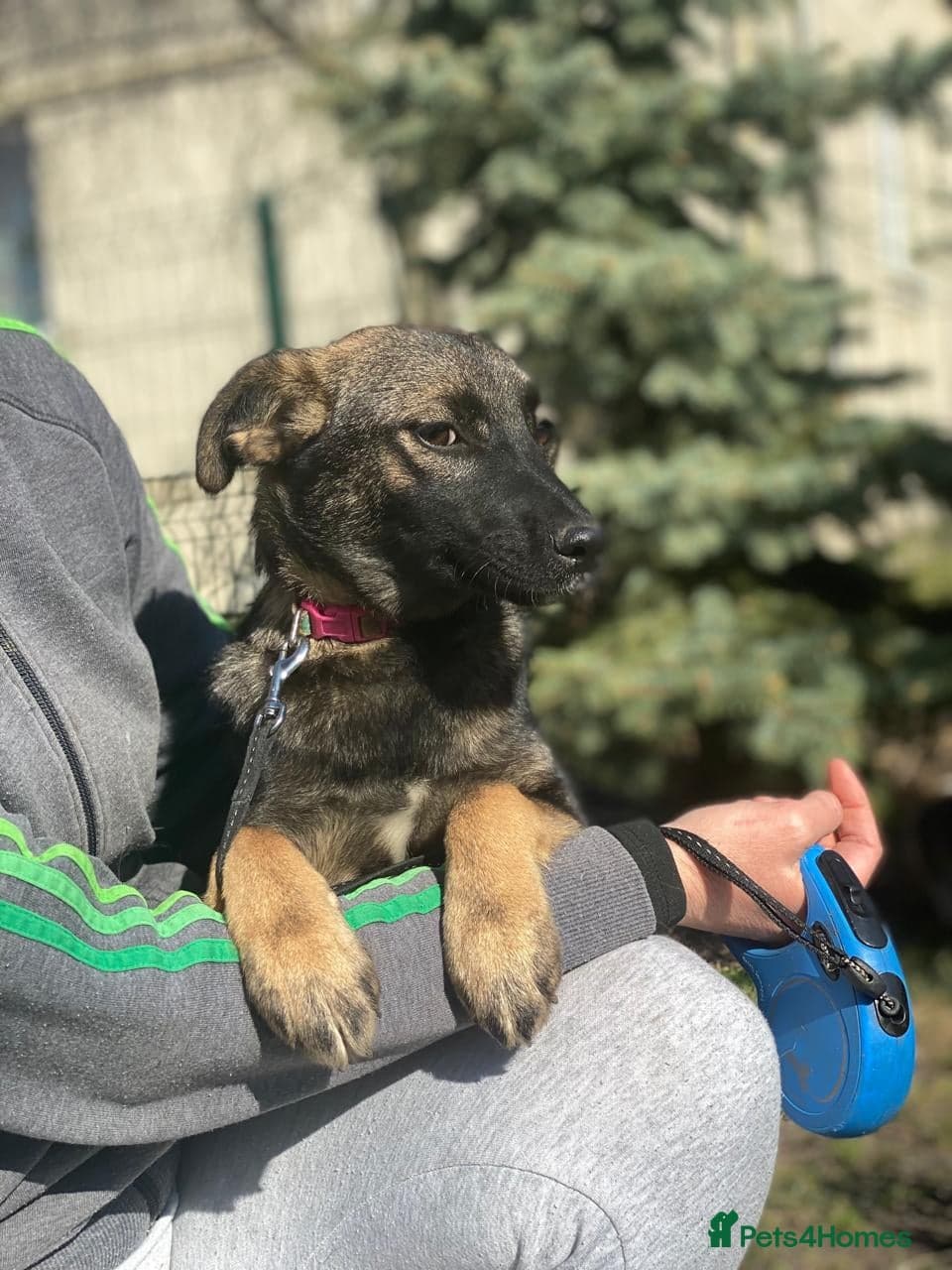 οΈπΆ kuba photo 5