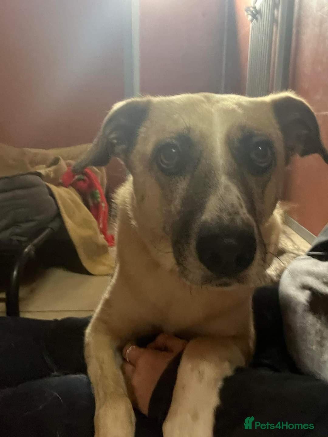 Meet Ruma, currently residing in Cheshire photo 15