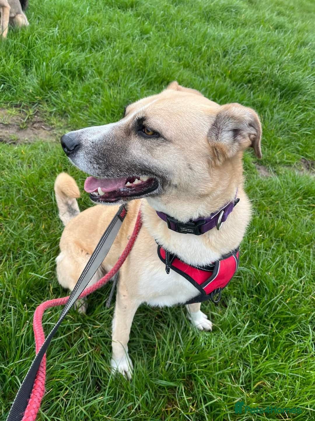 Meet Ruma, currently residing in Cheshire photo 17