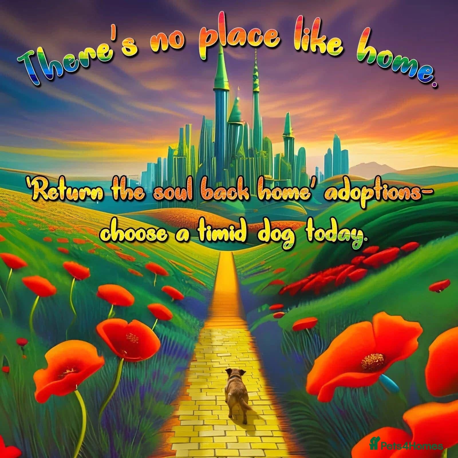 Taco, 10-12 months old. photo 4