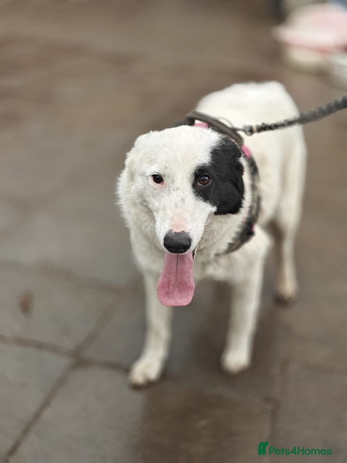 οΈπΆ suzy photo 12