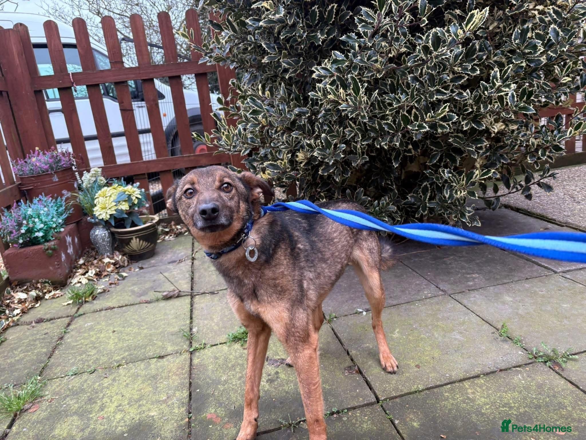 Figgy - Norwich Norfolk photo 8