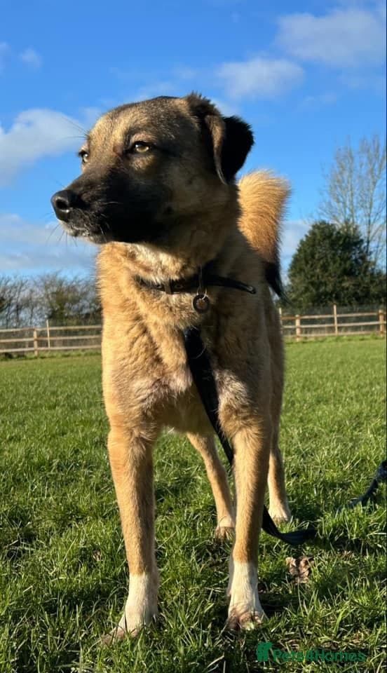 Levi - Norwich Norfolk photo 7