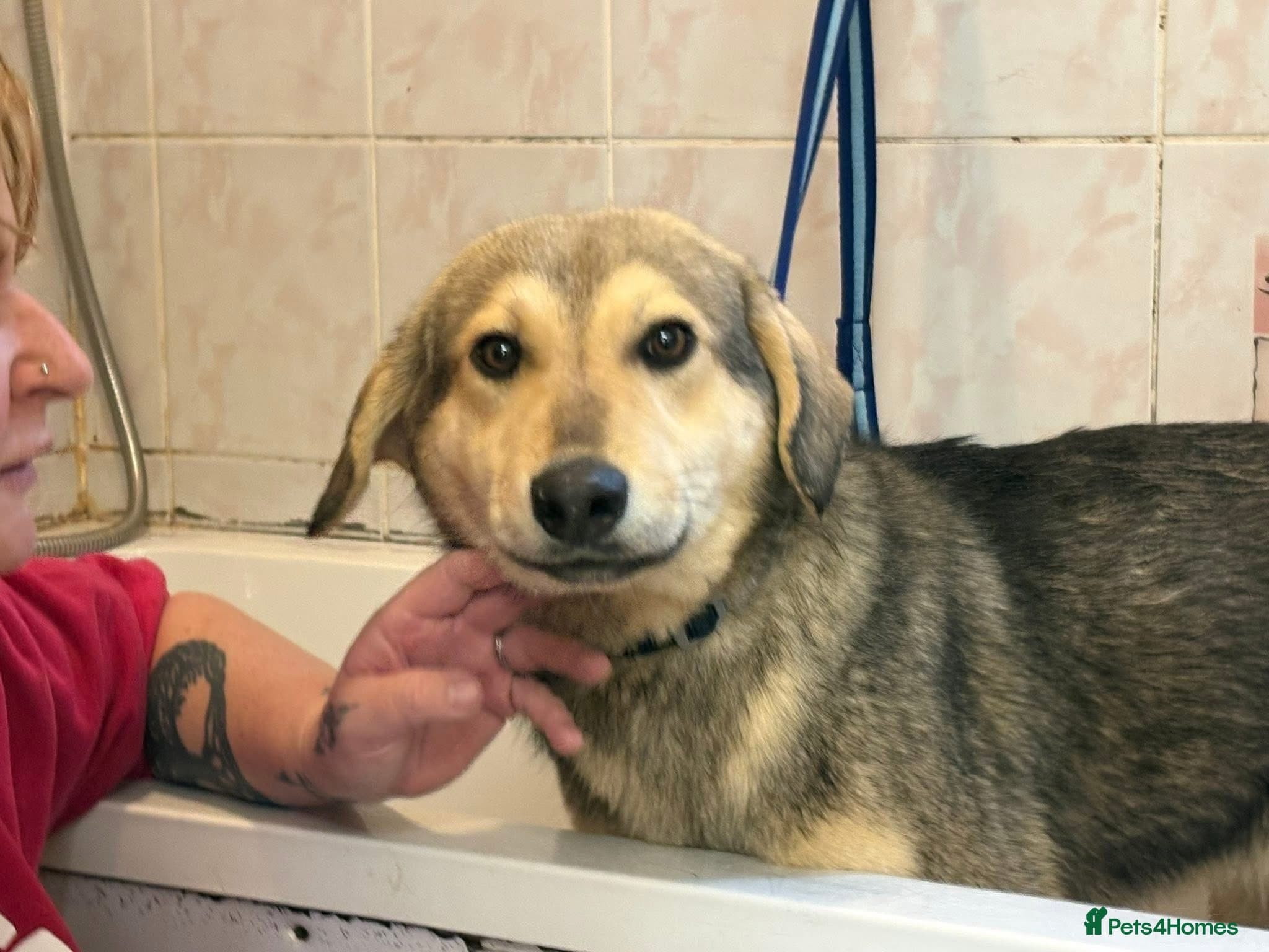 Rollo - Norwich Norfolk β Mixed Breed