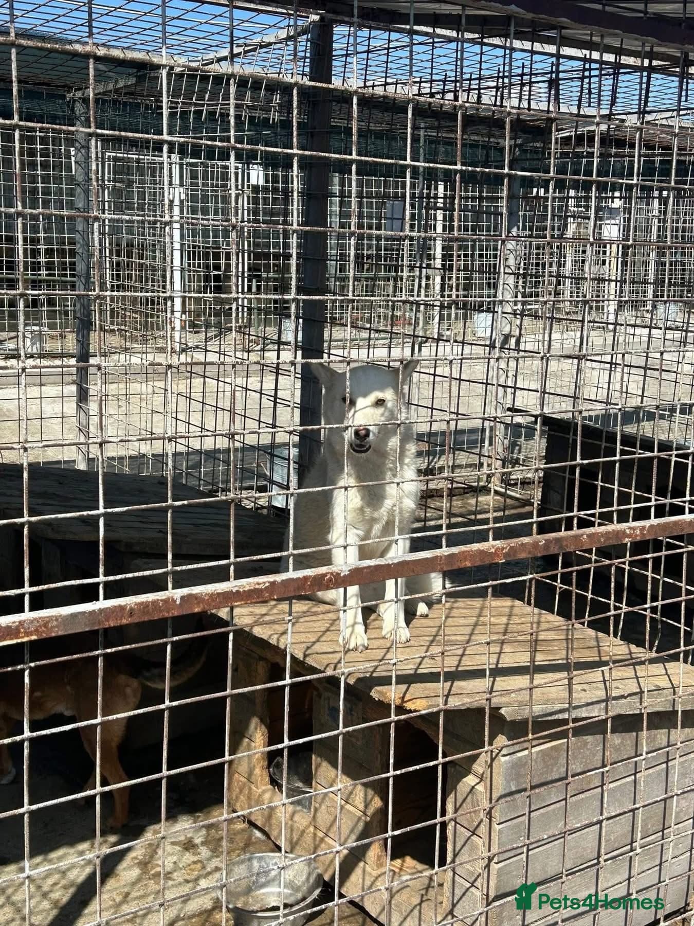 Song - Norwich Norfolk photo 5