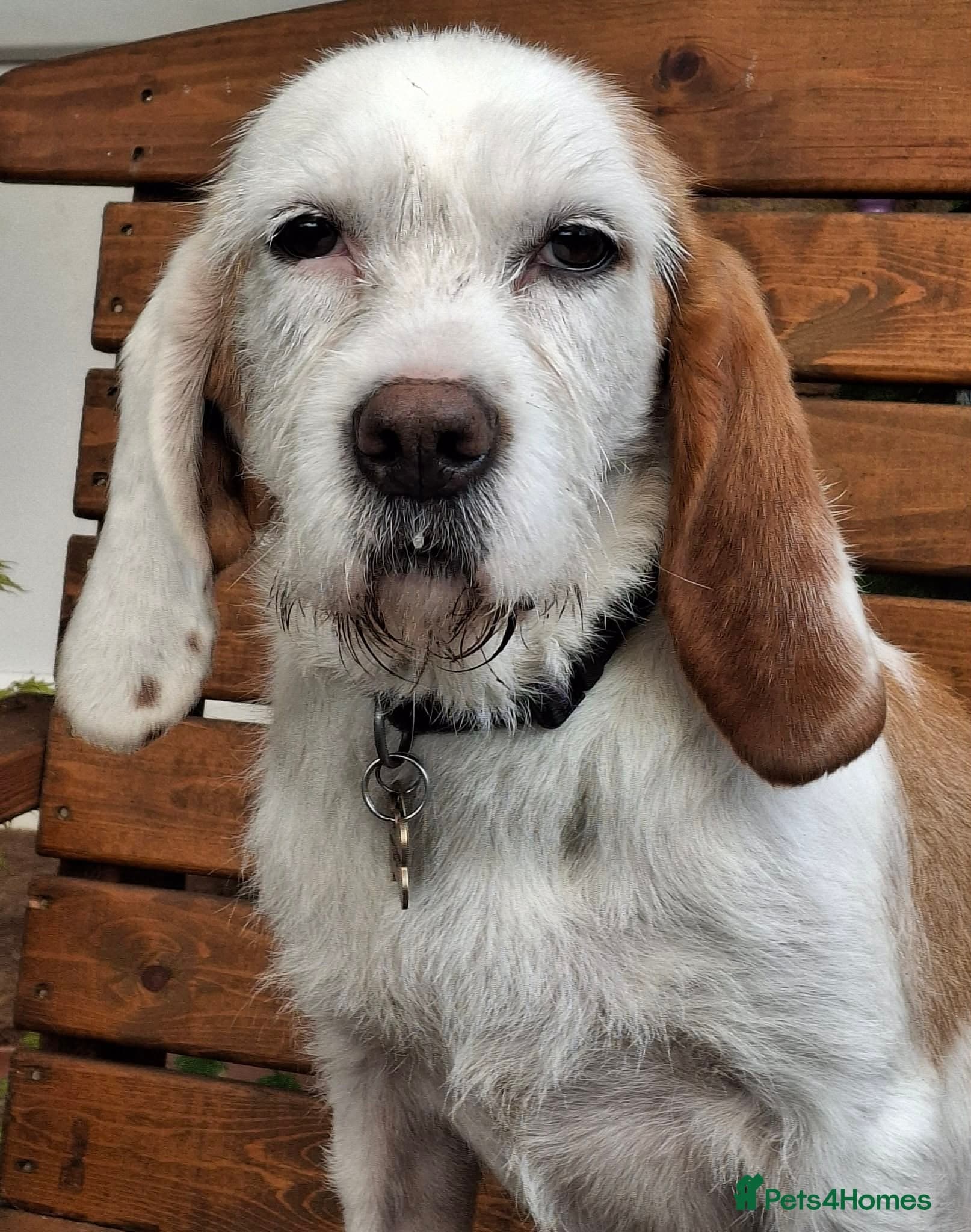 Lovely Dulce photo 4