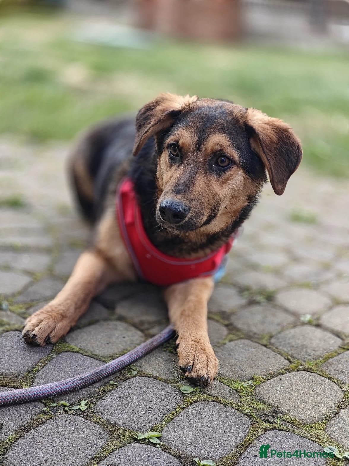 οΈπΆ yasia photo 20