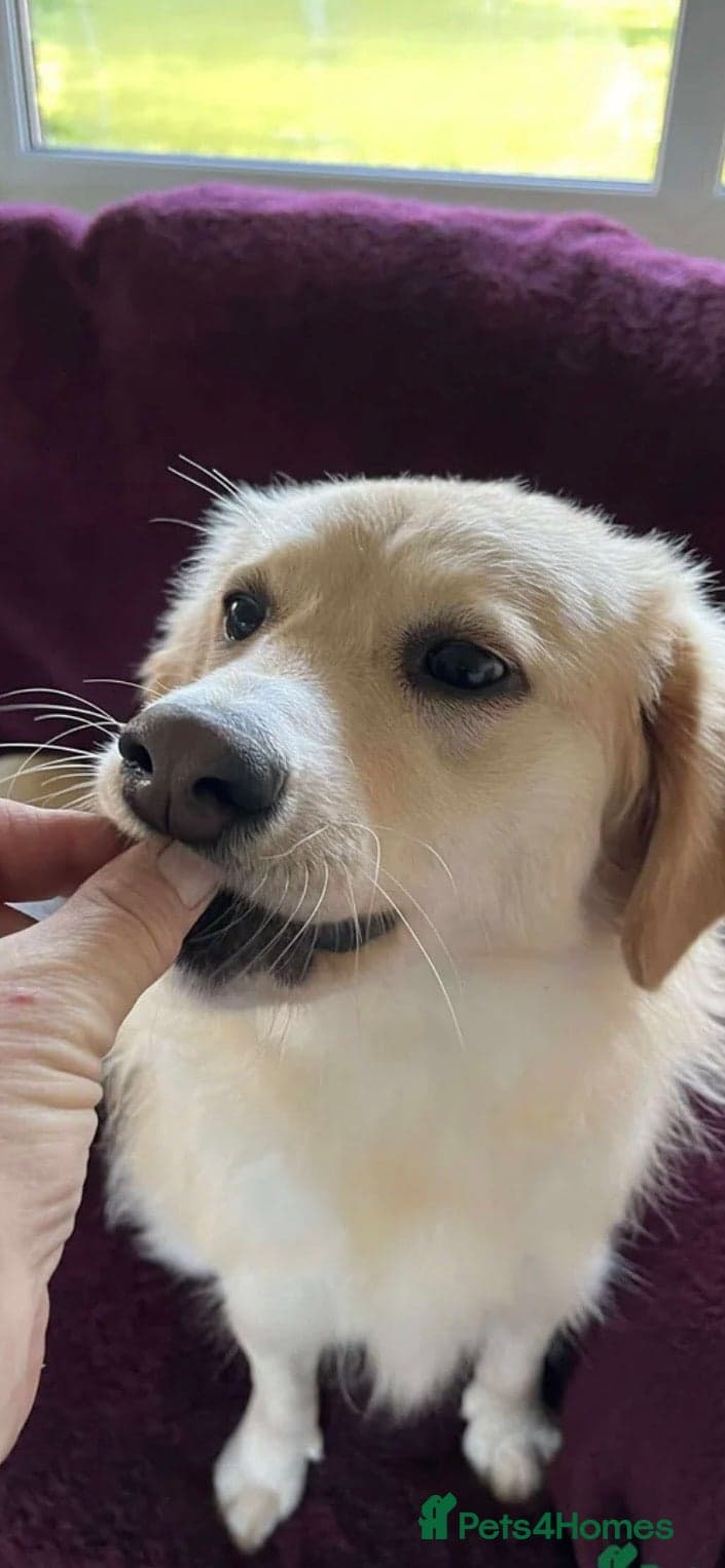 Perdita - now reserved photo 3