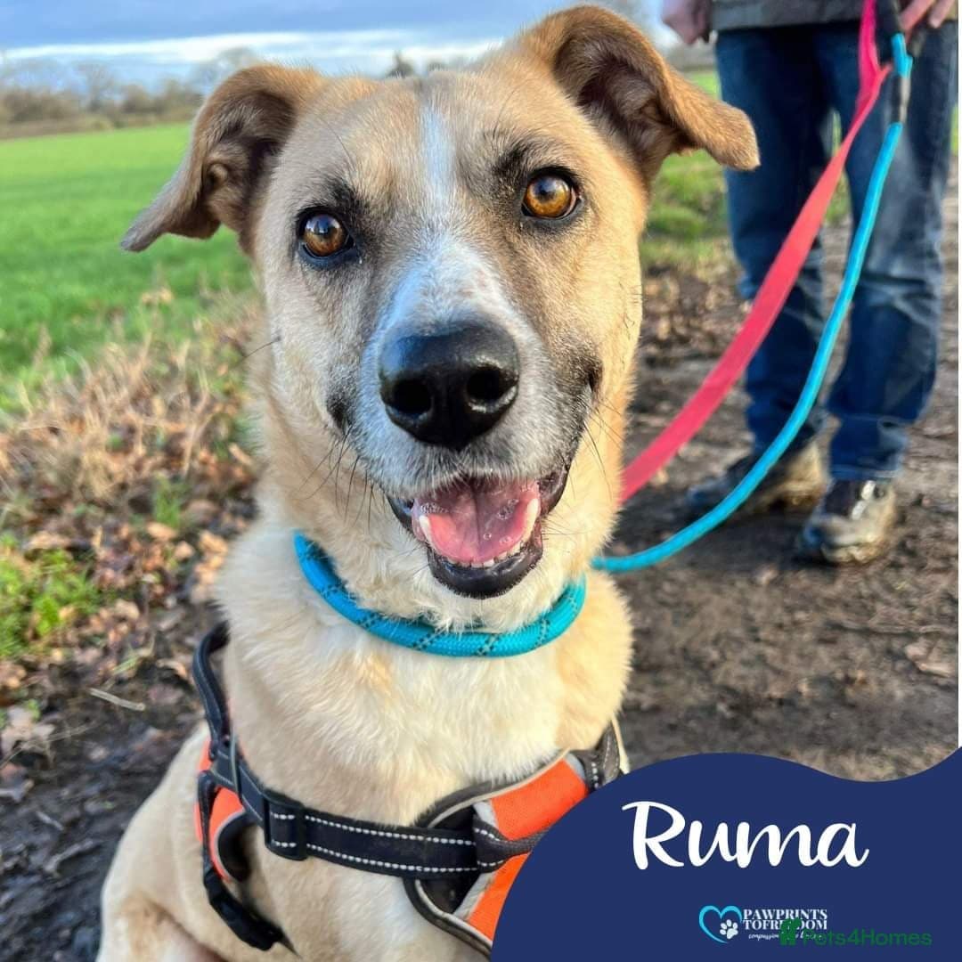 Meet Ruma, currently residing in Cheshire photo 2