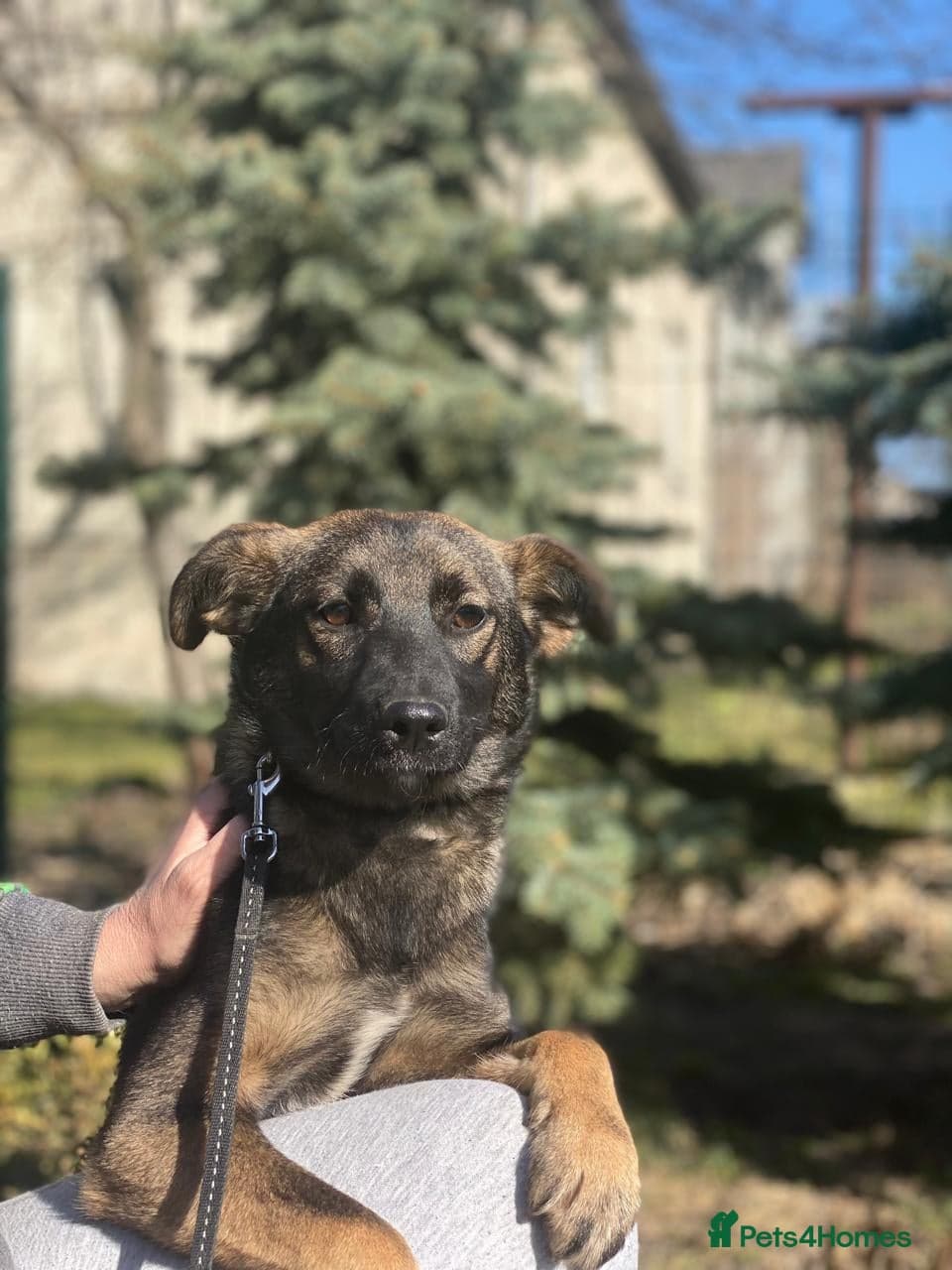 οΈπΆ kuba photo 17