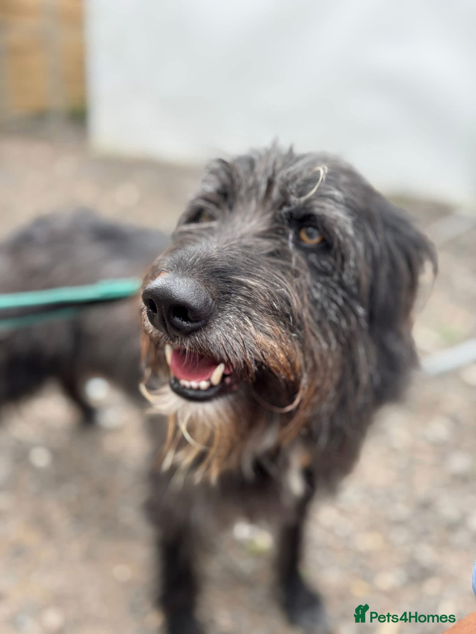 Herbie ๐ Female-only home needed! โ Mixed Breed