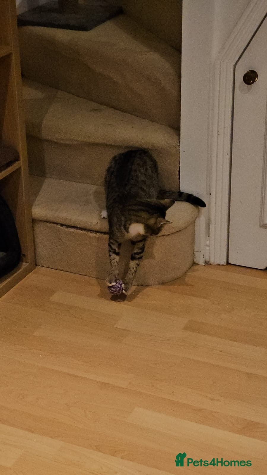 yr old Rescue Cat photo 6