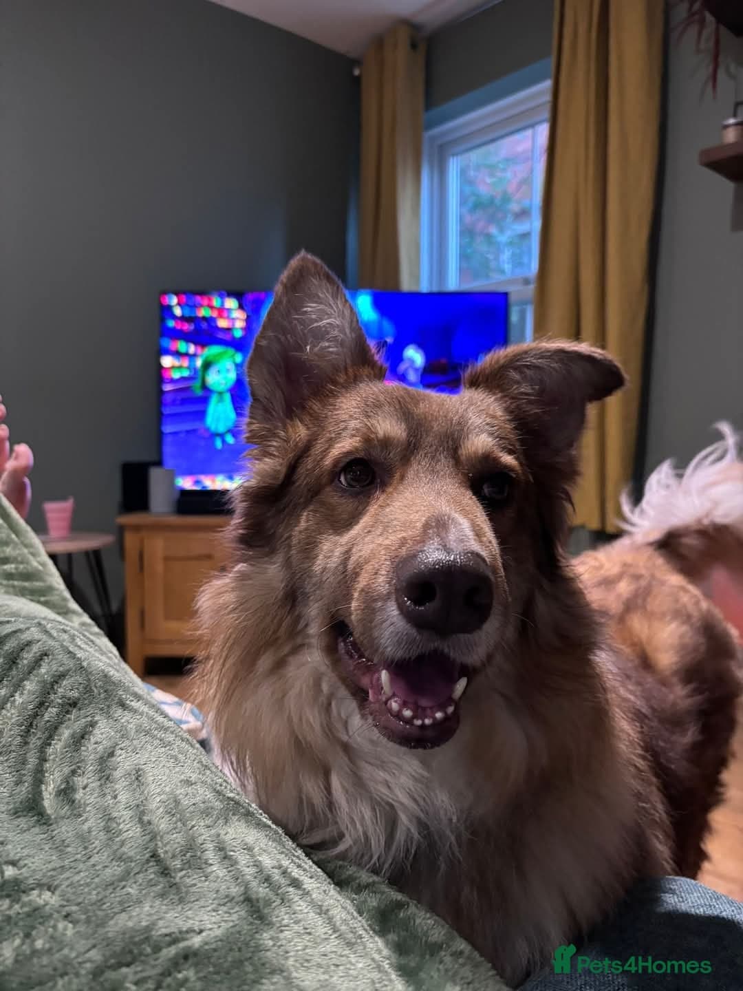 Meet Teddy, currently residing in Lincolnshire photo 13