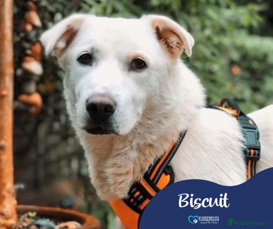 Meet Biscuit, currently residing in Hampshire photo 2