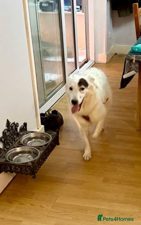 Handsome Albie photo 4